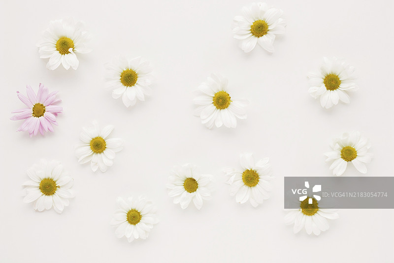 一组盛开的雏菊花蕾图片素材