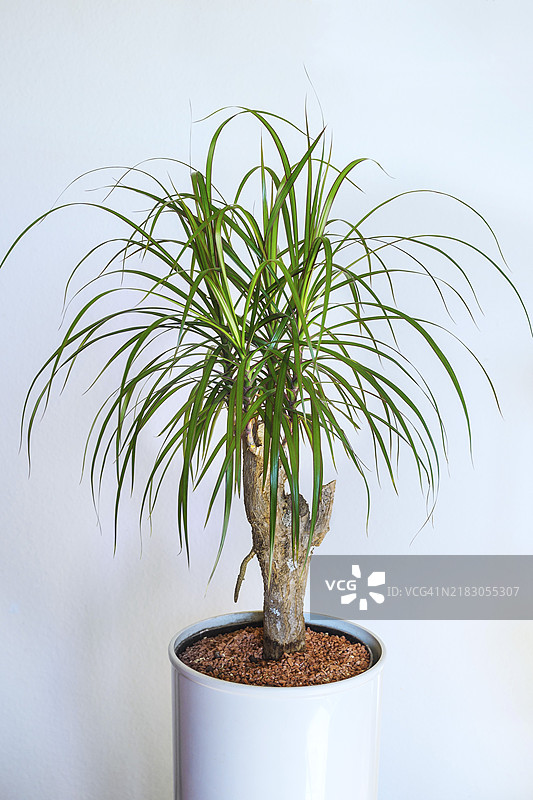 龙血树（龙血树）图片素材