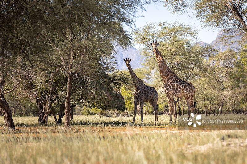 纳米比亚，沙漠，非洲，长颈鹿图片素材
