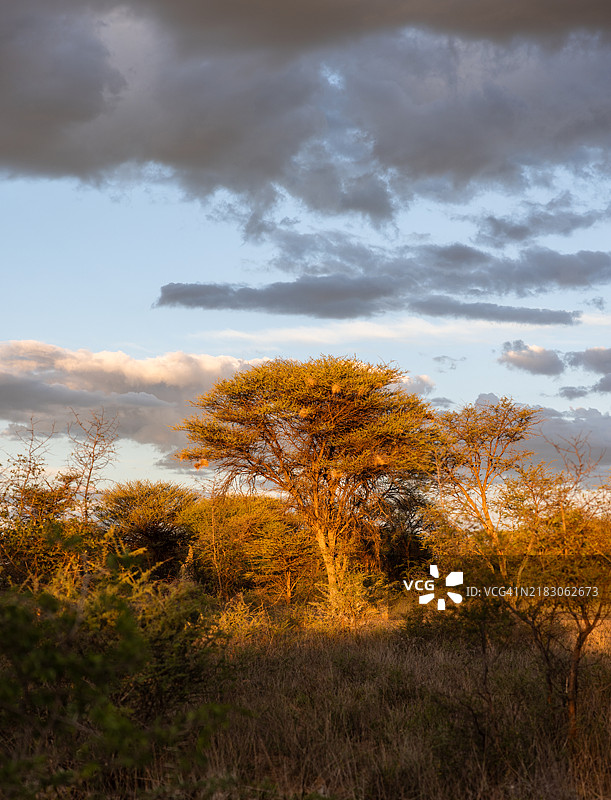 纳米比亚，沙漠，非洲，日出，日落图片素材