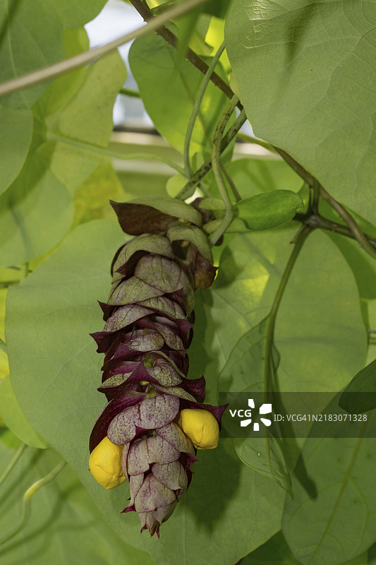 紫黄花序的管藤绿叶图片素材