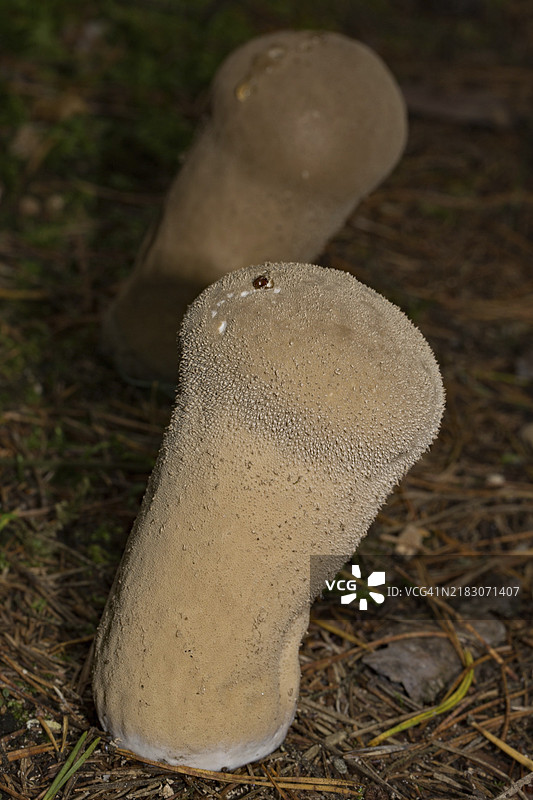 袋状牛肝菌，袋状牛肝菌，两种赭色的果体并排生长图片素材