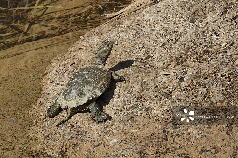 陆地上的水龟，岩石上的河龟，西班牙安达卢西亚，欧洲图片素材