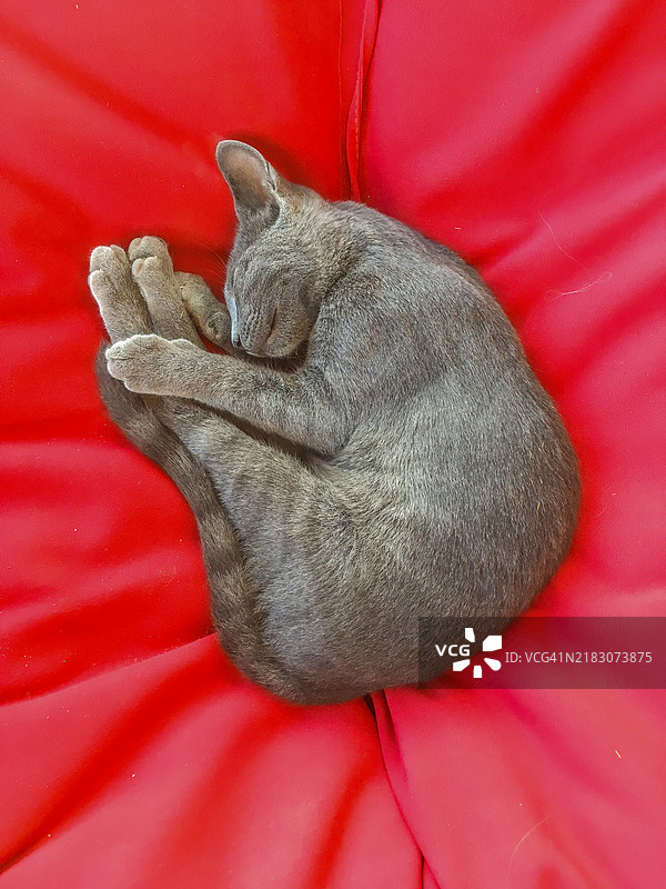 灰色猫咪在红色沙发垫上睡觉图片素材