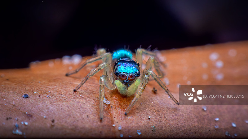 蓝色跳蛛，Cytaea属，跳蛛科图片素材