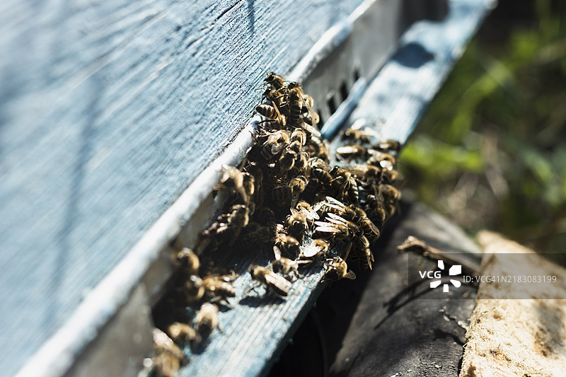 一大群蜜蜂在蜂巢外图片素材