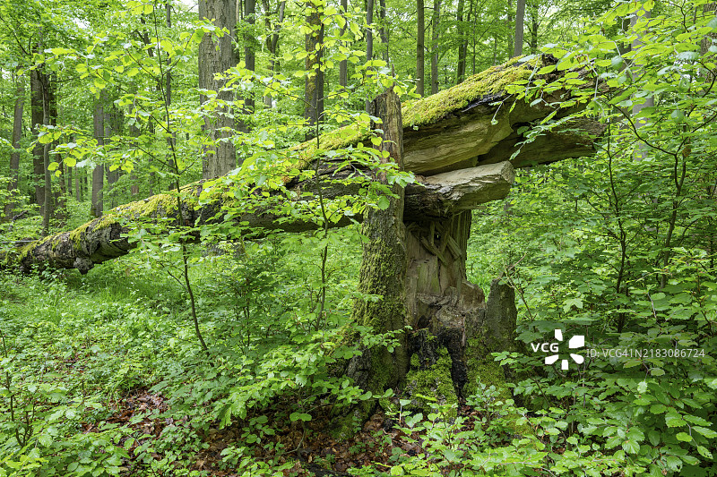 近自然的落叶林,生长着苔藓的枯死铜栎(Fagus sylvatica),位于德国图林根州的海尼希国家公园,欧洲图片素材