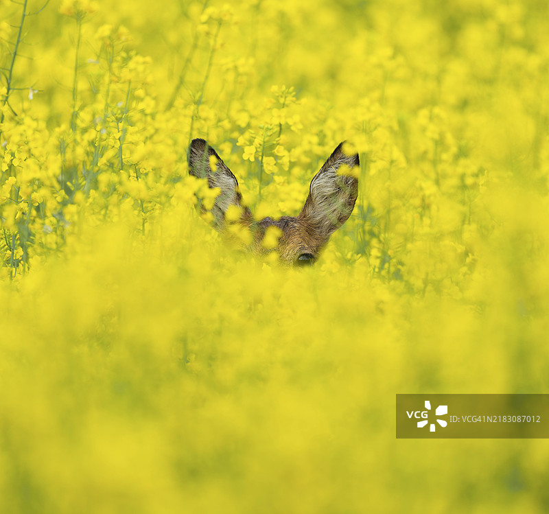 母鹿（Capreolus capreolus）站在黄色油菜花田中，油菜（Brassica napus），野生动物，图林根，德国，欧洲图片素材