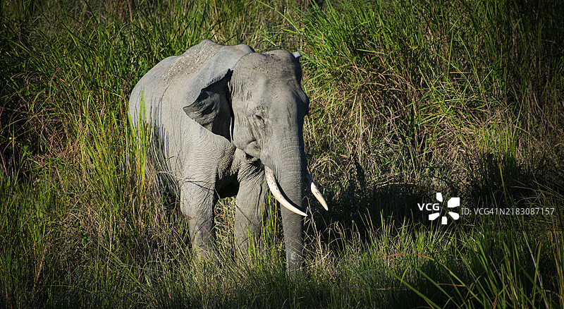 一头亚洲象在野生动物保护区觅食图片素材