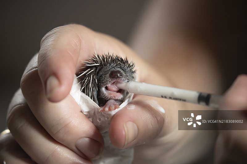 欧洲刺猬（Erinaceus europaeus）幼崽在动物救助医院通过注射器喂奶，英格兰，英国，欧洲图片素材