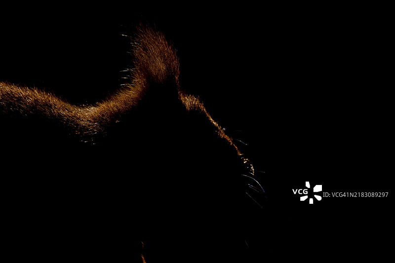 背光下的红松鼠（Sciurus vulgaris）成年动物头部肖像，约克郡，英格兰，联合王国，欧洲图片素材