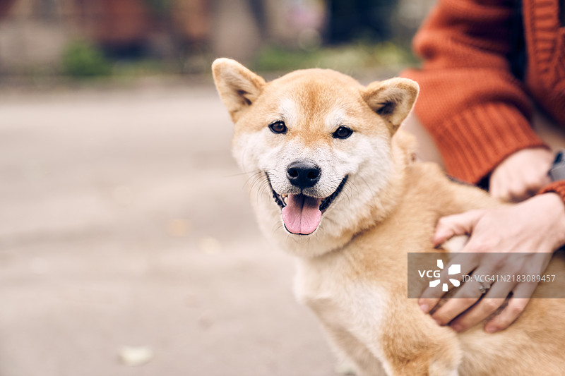 一只柴犬在城市中散步。图片素材