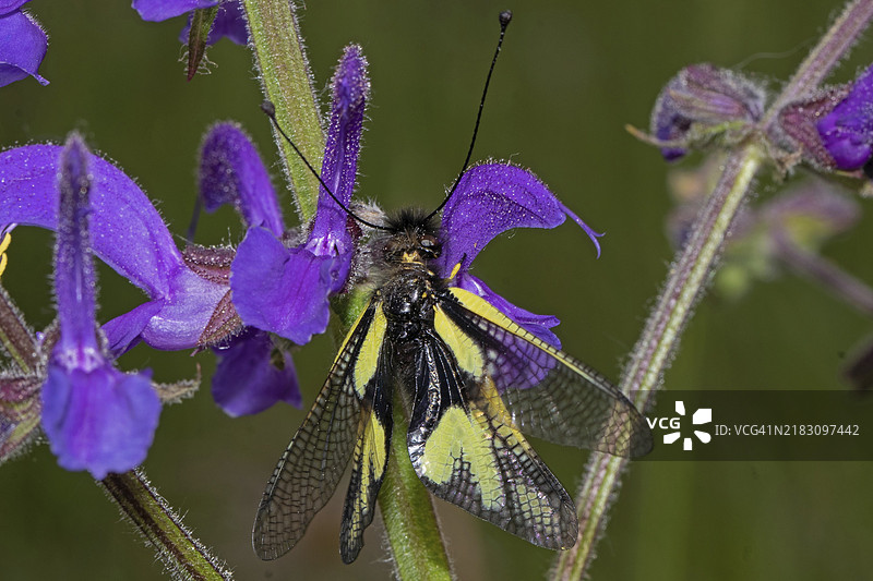 从后面看，像蝴蝶一样的展开翅膀坐在蓝色花朵上图片素材