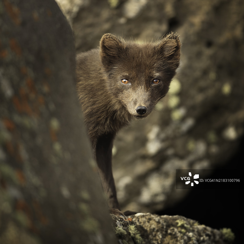 北极“蓝色”狐狸图片素材