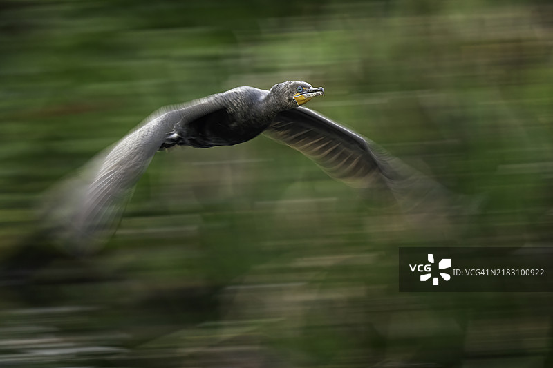 鸬鹚模糊影像图片素材