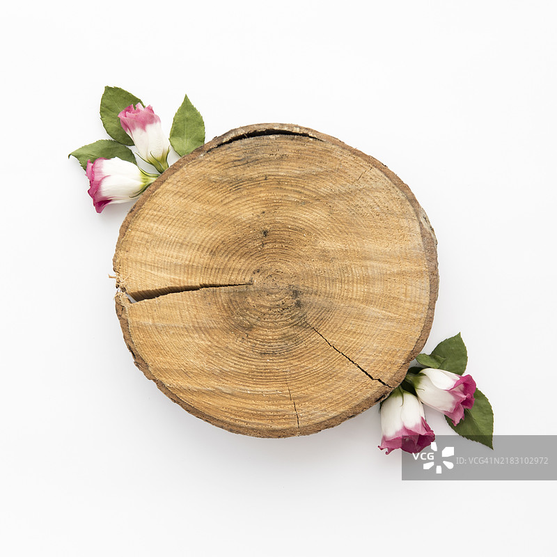 树桩附近的玫瑰花朵图片素材