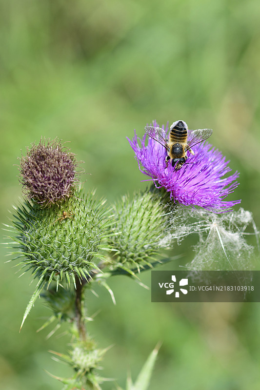 蜜蜂在蓟花上采集花蜜图片素材