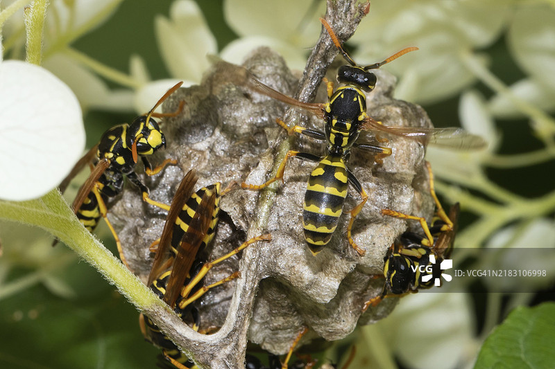 法国田野黄蜂四只动物坐在巢穴旁的不同视角图片素材