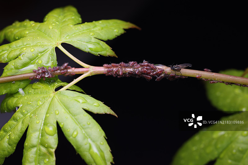 澳大利亚的枫树叶枝上有蚜虫侵扰和露珠。图片素材