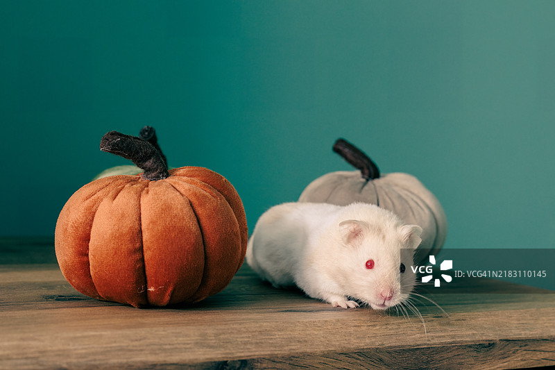 桌子上的老鼠和南瓜特写图片素材