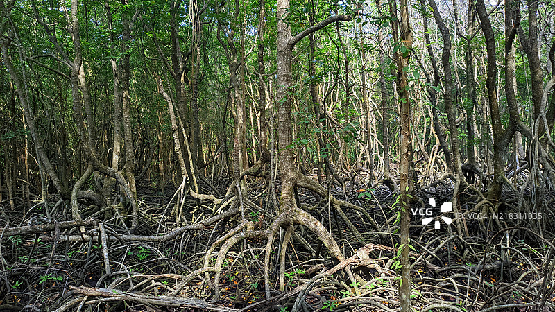 森林中竹子树的全景拍摄图片素材