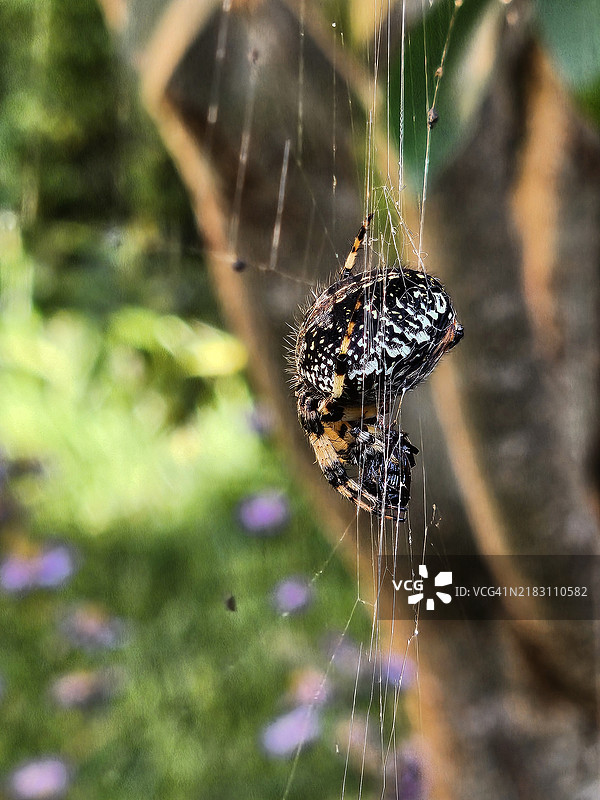 花园中一只角形织网蜘蛛在蜘蛛网上的特写镜头图片素材