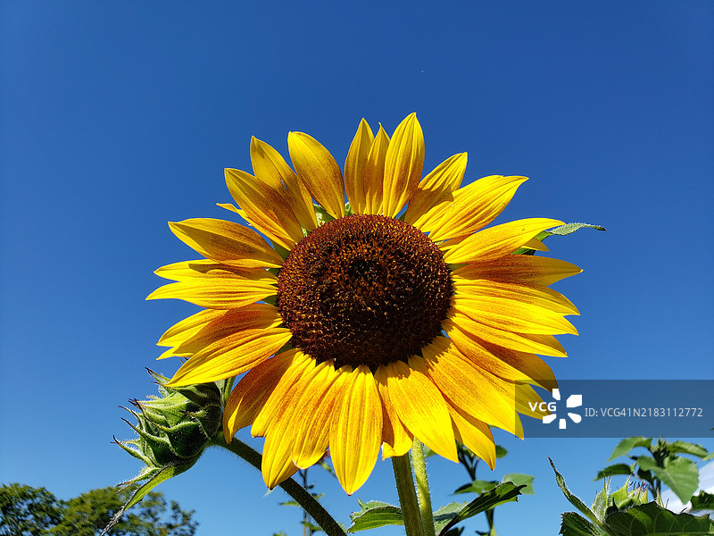 低角度视图的向日葵与晴朗的蓝天图片素材