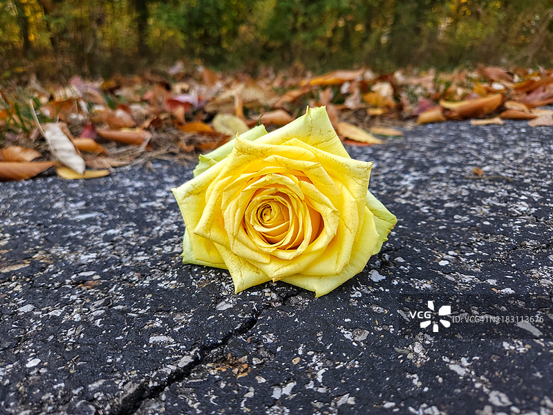 黄色玫瑰与秋叶特写，俄亥俄州都柏林，美国图片素材