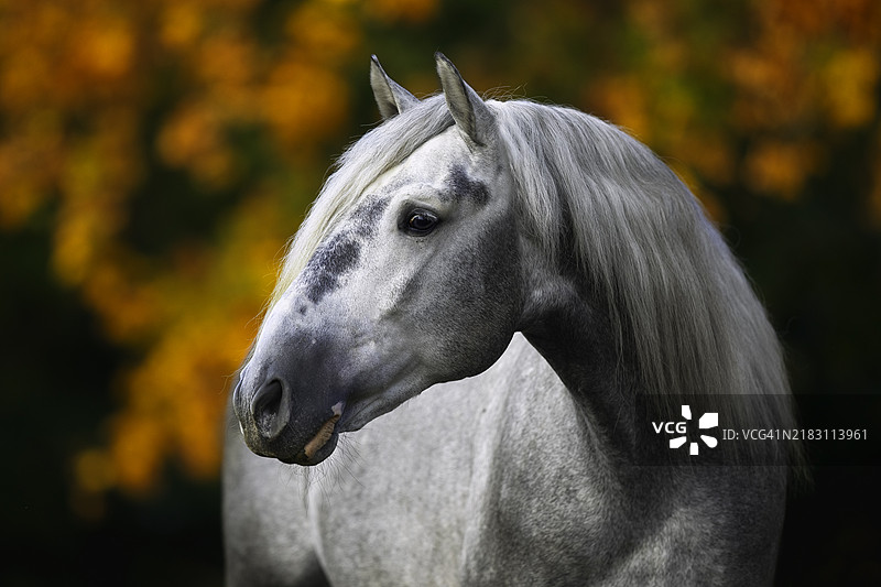 纯种马的特写镜头图片素材