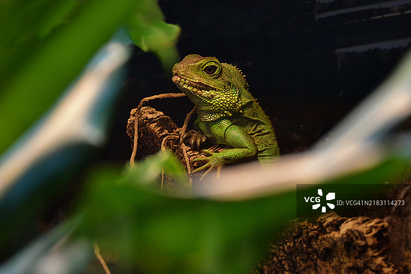 植物上的蜥蜴特写镜头图片素材