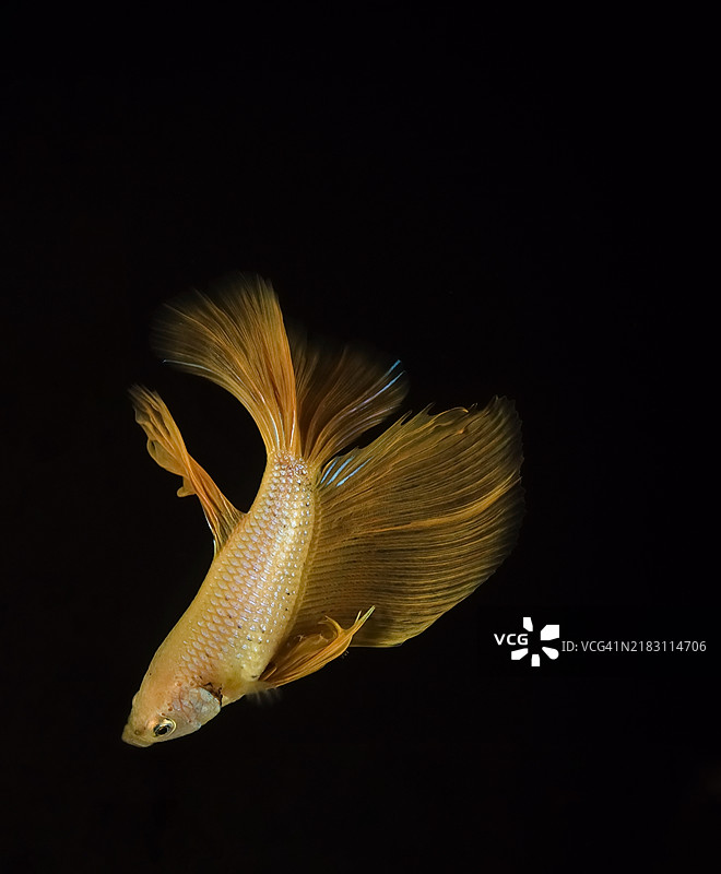 黑色背景下的暹罗斗鱼特写图片素材