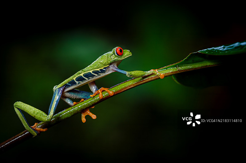 植物上的蜥蜴特写图片素材