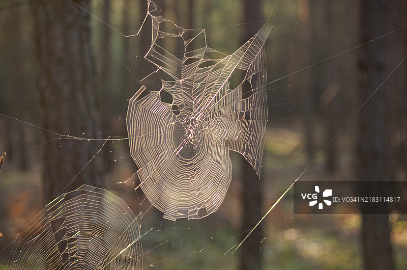 蜘蛛网的特写镜头图片素材