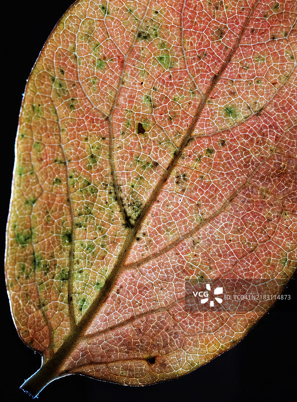 叶子的全景特写图片素材