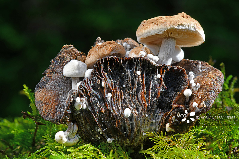 田野上蘑菇的特写图片素材