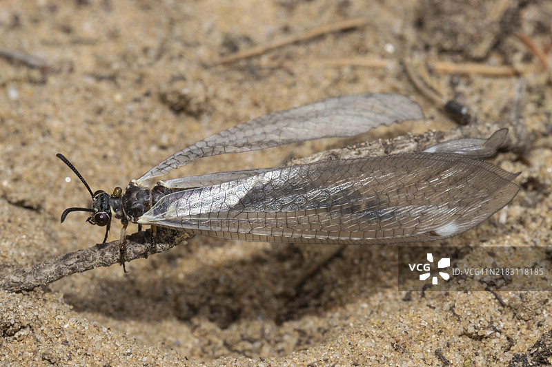 常见的蚁蝇蜻蜓栖息在沙地左侧的小树枝上图片素材