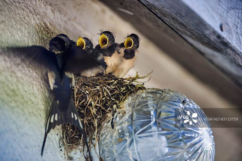 3只年轻的燕子（燕科）在巢中，母鸟在喂食，德国梅克伦堡-前波美拉尼亚州的施普罗德，公共土地图片素材
