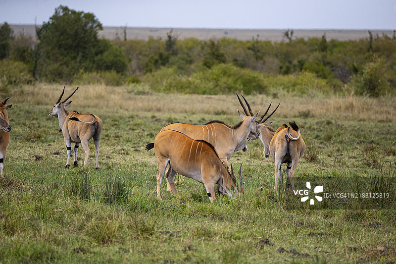 马赛马拉的伊兰（Tragelaphus oryx）肯尼亚图片素材