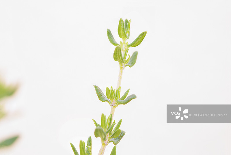 百里香（Thymus vulgaris）植物孤立在白色背景上图片素材