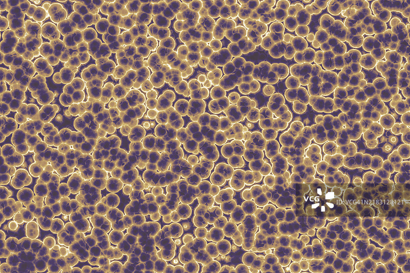 细菌细胞的形状：球菌、杆菌、螺旋菌背景图片素材