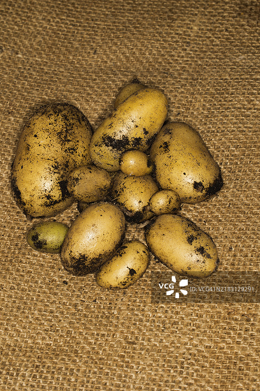 新鲜采摘的土豆（马铃薯）带有残留泥土，食品摄影图片素材