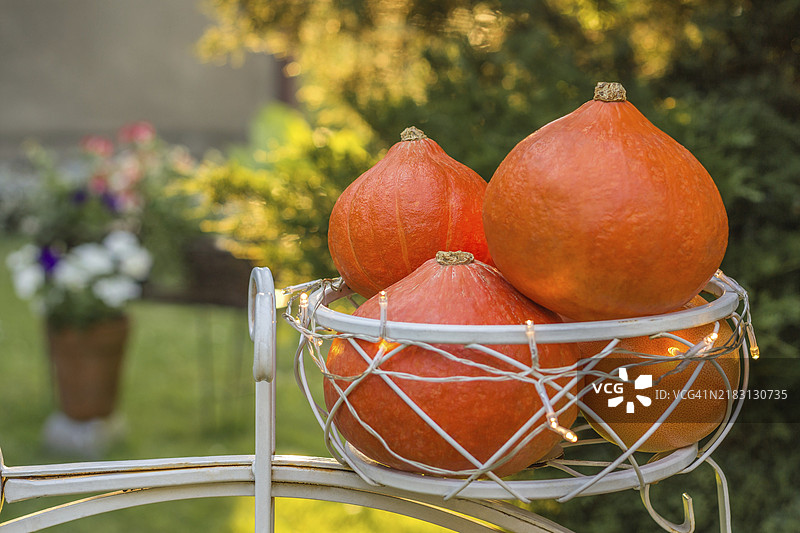 秋季静物，阳光明媚的花园里有北海道南瓜。背景中有花朵。秋季丰收、感恩节、万圣节的概念。白色篮子里的成熟南瓜特写。留白处可添加文字。秋季温馨花园，静物。夏季、秋季。图片素材