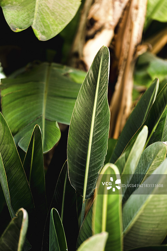 热带绿色叶子群组图片素材