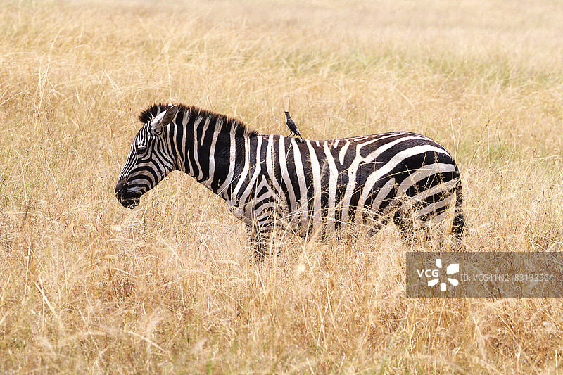 斑马与啄木鸟图片素材