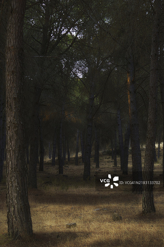 日出时分，松树林的风景在薄雾中模糊不清。图片素材