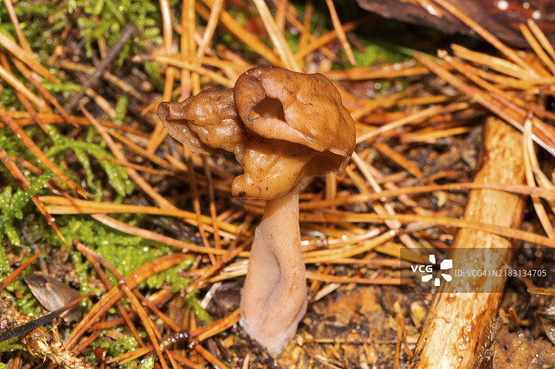 主教帽果体，带有浅棕色的分 lobed 伞盖和针叶 litter 中的柄图片素材