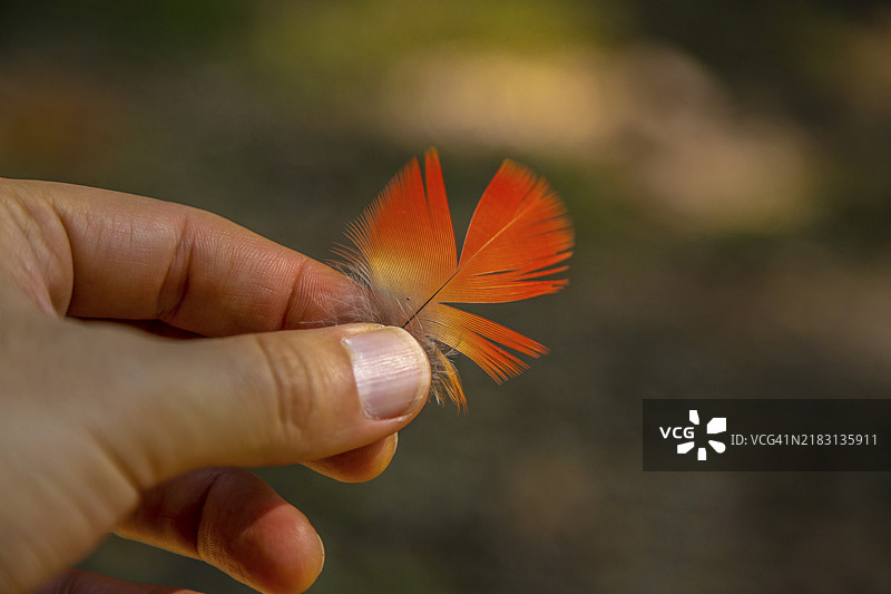 美丽的红色金刚鹦鹉羽毛，位于洪都拉斯的科潘遗址。图片素材