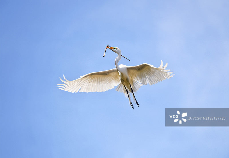 白鹭在繁殖羽毛中衔着一根树枝回巢图片素材