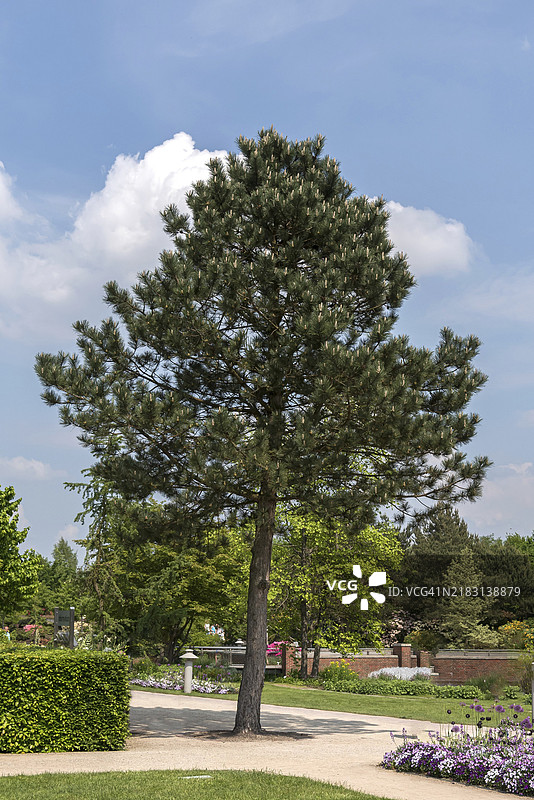 普通黑松 (Pinus nigra subsp. nigra)图片素材