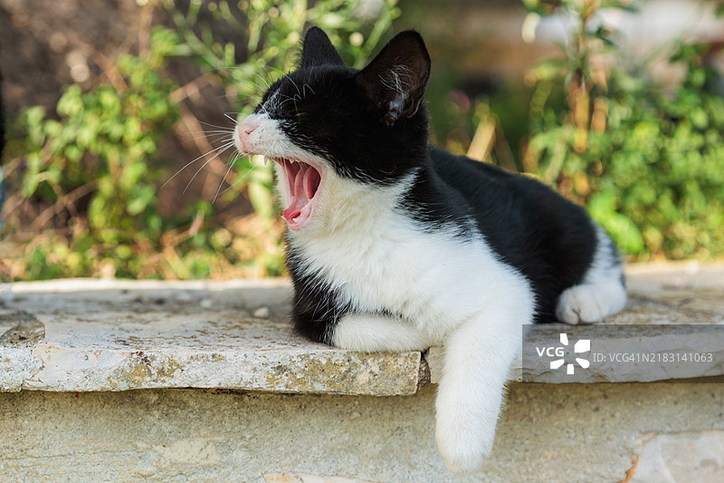 黑白猫在阳光明媚的花园里的石凳上懒洋洋地伸展。图片素材